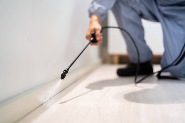 Professional exterminator conducting IPM assessment in Hull